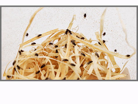 Drosophiles et mouches pour reptiles et insectes prédateurs