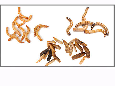 Vers et larves vivants pour reptiles et oiseaux