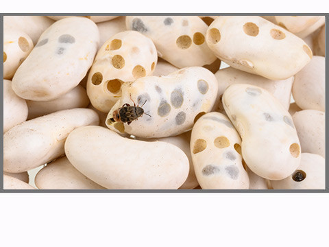 Autres insectes nourriciers pour reptiles