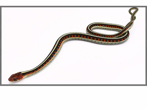 Thamnophis sp