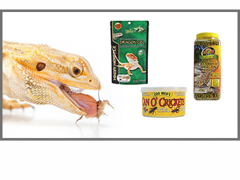 Nourriture pour Pogonas : insectes, granulés, aliments complets