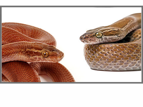 Boaedon sp