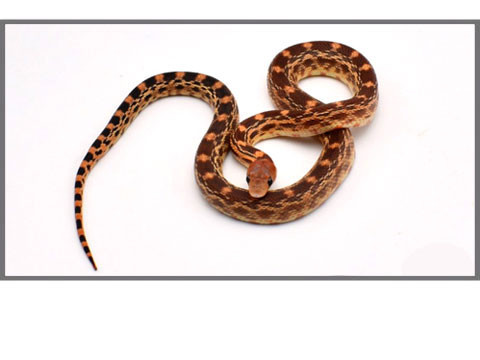 Serpents taureaux - Pituophis