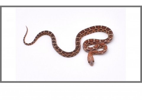 Serpents des blés Scaleless - Pantherophis
