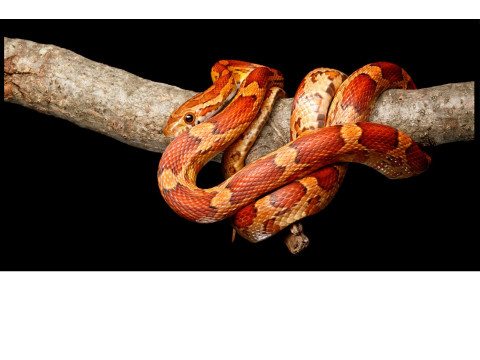 Vente Pantherophis guttatus – Serpent des blés en ligne | FG Reptiles
