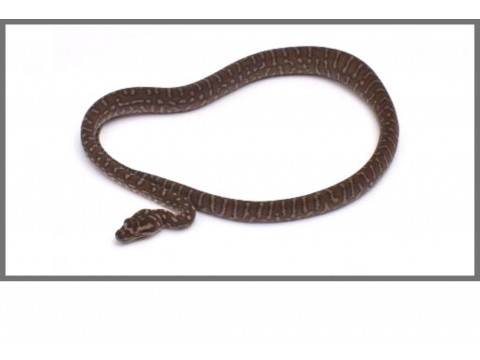 Vente d'autres espèces de Pythons : Morelias - FG Reptiles