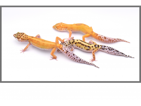 Élevage de Geckos, achat de Gecko en ligne | FG Reptiles
