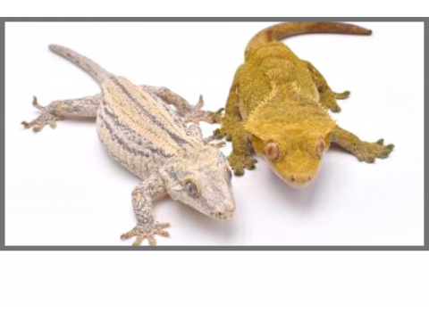 Geckos à crête et geckos gargouilles