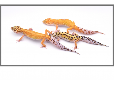 Geckos léopard - Eublepharis macularius