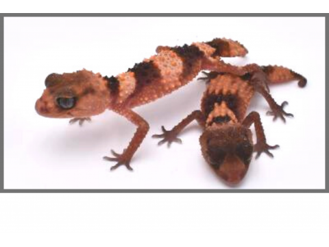 Vente d’espèces de Geckos : Nephrurus, Lepidodactylus | FG Reptiles