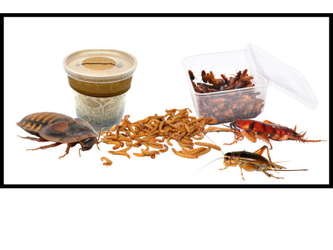 Insectes vivants pour reptiles - Grillons, Criquets, Blattes, Vers de farine, etc