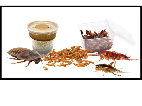 Insectes vivants pour l'alimentation des lézards : blattes et vers à calcium