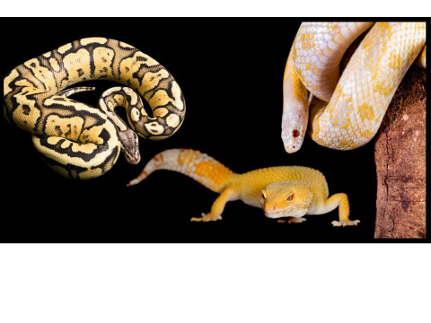 Site de vente en ligne de reptiles - Animaux adultes | FG Reptiles