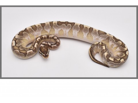 Python regius - Python royal Bamboo - FG Reptiles