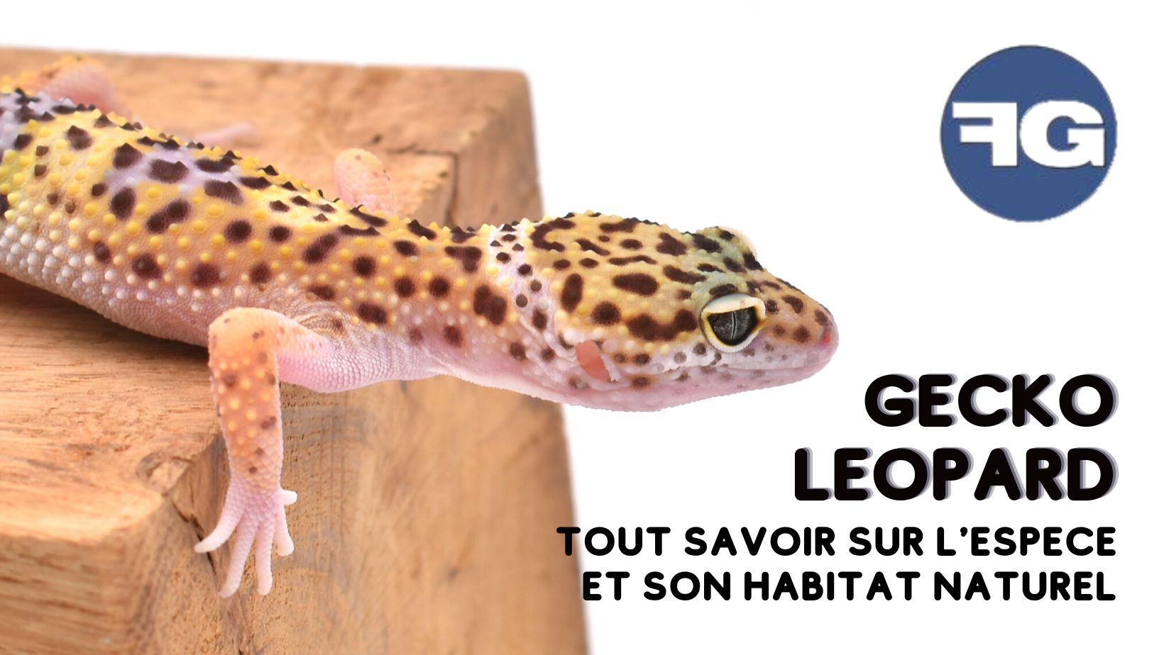 Tout savoir sur le gecko léopard et son habitat naturel