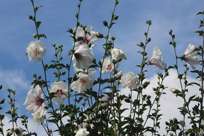 althea-hibiscus.jpg