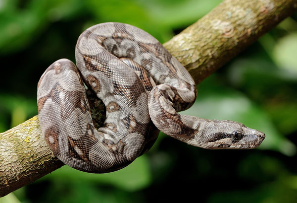 Boa constrictor Longicauda juvénile