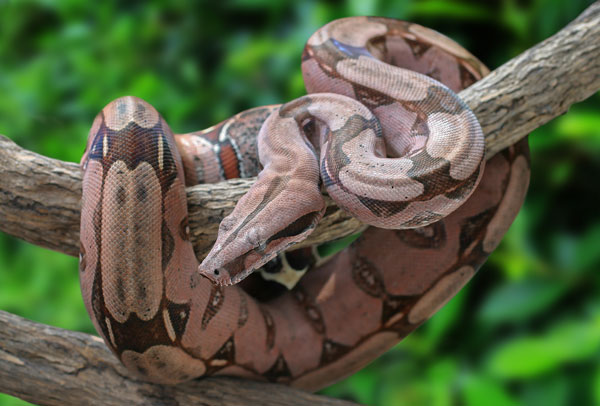 boa-constrictor-suriname.jpg