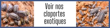 cadre%20cloportes.jpg