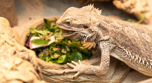 pogona%20mange%20vegetaux.jpg