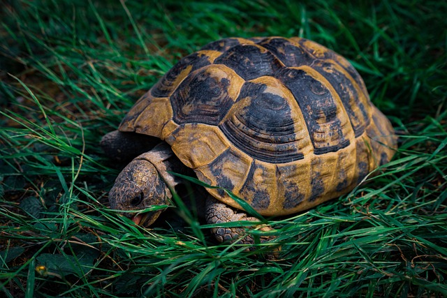 tortue-mangeant-herbe.jpg