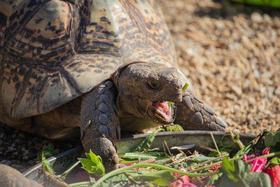 tortues-mangeant-gamelle-vegetaux.jpg