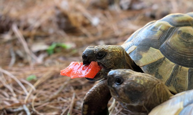 tortues-mangeant-tomate.jpg