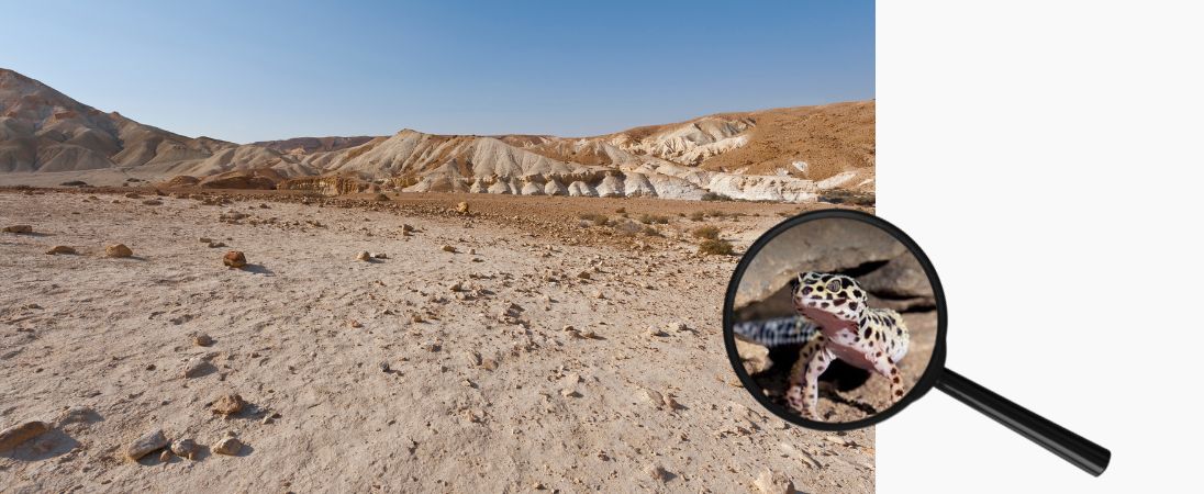 habitat naturel du gecko léopard