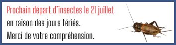 Infos-expe-insectes.jpg