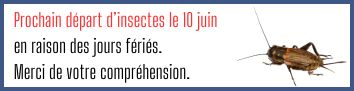 Infos insectes (1).jpg