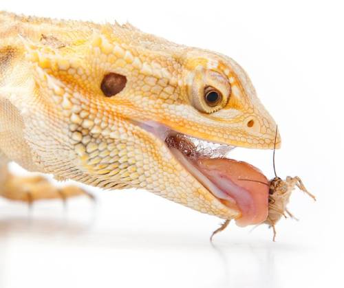 Pogona qui mange un grillon