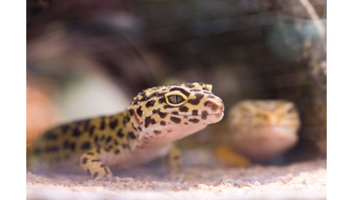 Le comportement social des geckos léopards
