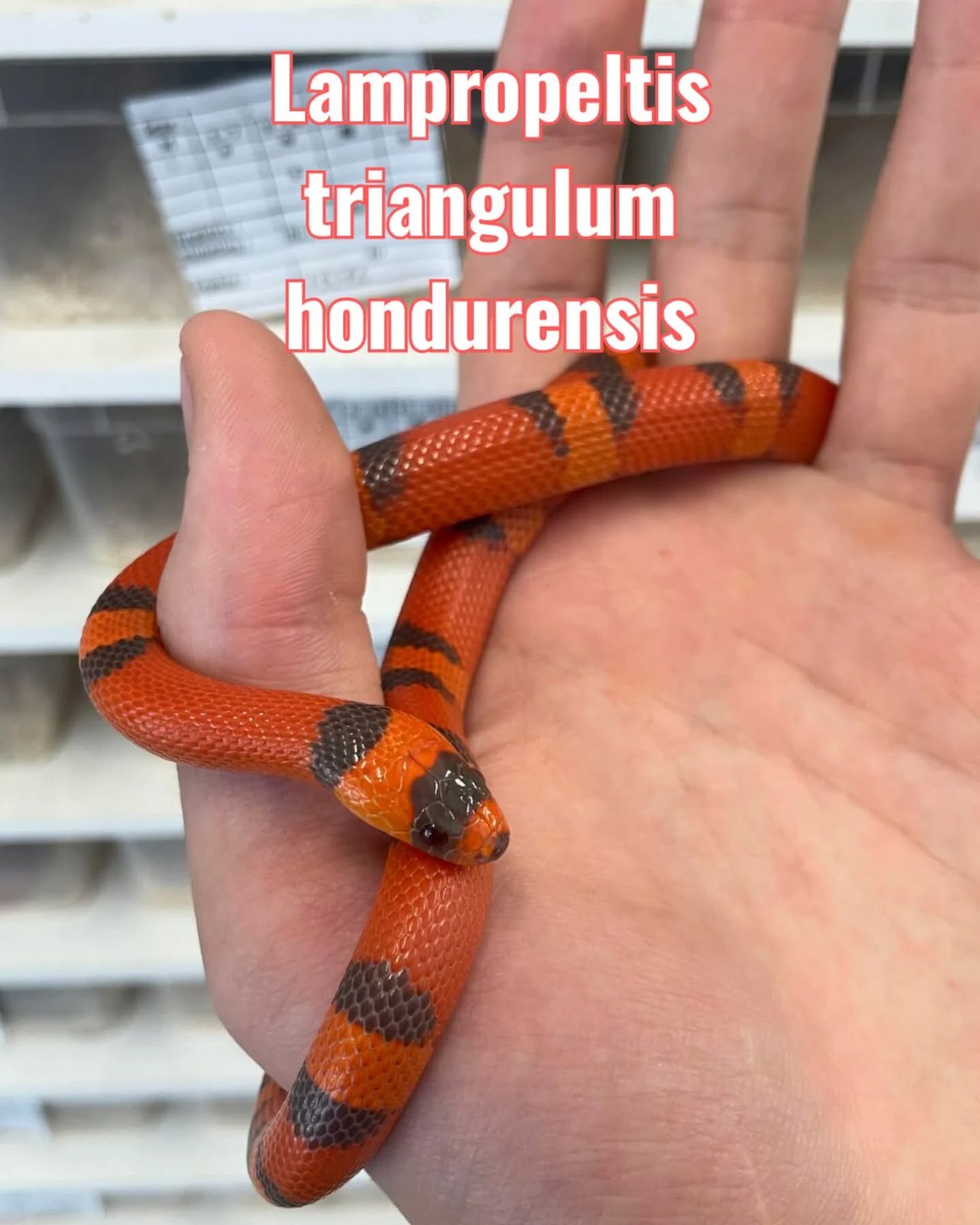 [Lampropeltis triangulum hondurensis] 

Le serpent faux-corail du Honduras fait partie des espèces de Lampropeltis qui peuvent toujours être détenues légalement, suite à l’interdiction de vente et détention du complexe getulus. 

C’est une couleuvre aux couleurs vives et de taille moyenne (120 à 140 cm), facile à loger dans un terrarium 90 x 45 x 45 minimum, 120 x 60 x 60 cm dans l’idéal. 

Au maintien similaire au serpent des blés, il n’a rien à lui envier grâce à son motif original et ses couleurs variées. C’est en plus une espèce réputée plus calme que le Lampropeltis californae, qui mérite d’être découverte ! 

Nous savons que Lampropeltis triangulum hondurensis a été reclassé avec Lampropeltis triangulum campbelli sous Lampropeltis abnorma. Malgré notre respect pour la taxonomie, nous maintenons cette distinction car d’expérience, ces espèces sont bien trop différentes.

Plusieurs spécimens aux mutations peu courantes et aux couleurs chatoyantes sont encore disponibles sur fgreptiles.eu ! 

#lampropeltis #lampropeltistriangulumhondurensis #colubrid #snakelover #snakebreeder