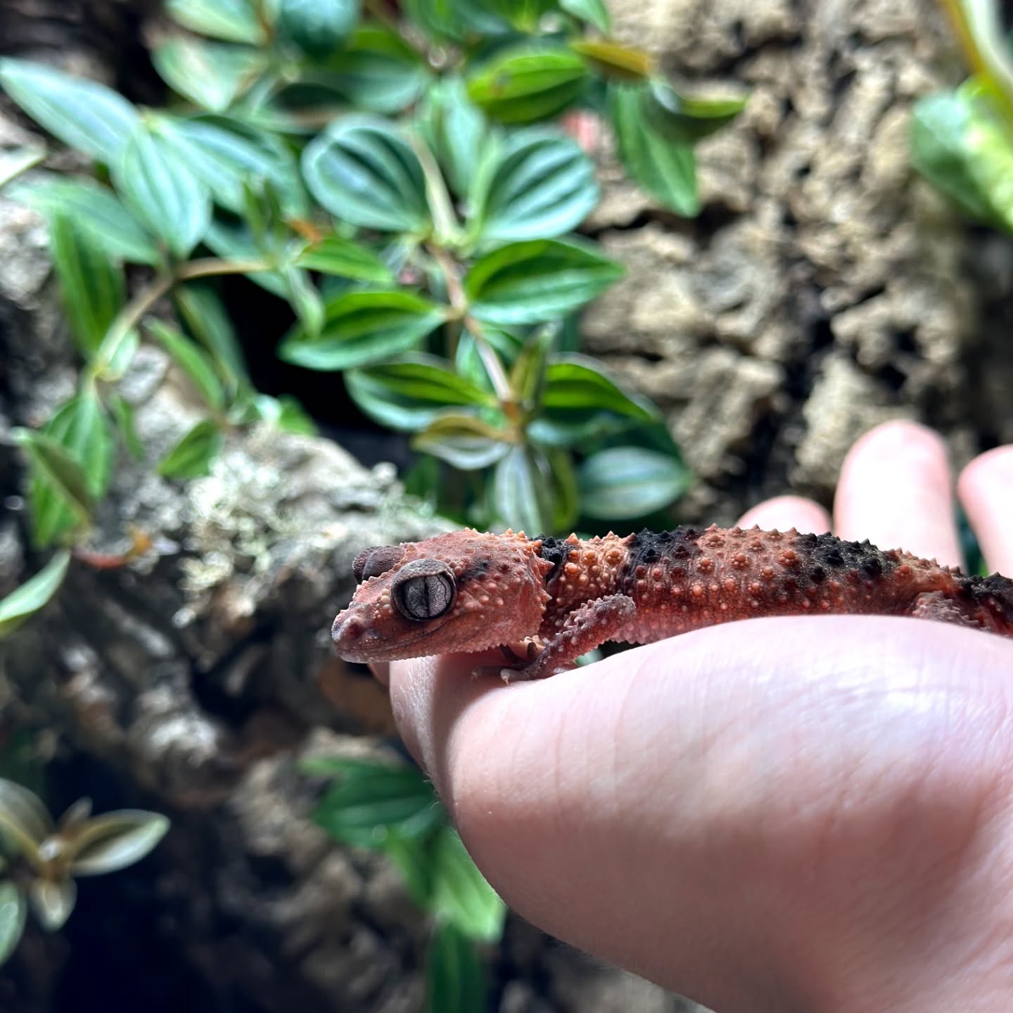 [Nephrurus wheeleri cinctus] 

Les Nephrurus sont les candidats idéaux pour les petits terrariums ! Avec leur taille adulte de 15 cm, ils sont logés confortablement dans un terrarium 45x45x45 cm ou 60x45x45 cm.

Espèce insectivore à tendance nocturne, une supplémentation en calcium et vitamine D3 est indispensable si vous ne proposez pas d’UVB. 

Ici nous vous présentons Nephrurus wheeleri cinctus. Ses écailles épineuses et ses bandes contrastées offrent un look unique à ces petits geckos terrestres originaires d’Australie. 

Ce jeune mâle est actuellement disponible ! 

#nephrurus #nephruruswheeleri #nephruruswheelericinctus #lizardlover #australianlizards #terrariophilie #reptilelover #reptilekeeper #gecko #geckosofinstagram #geckolove