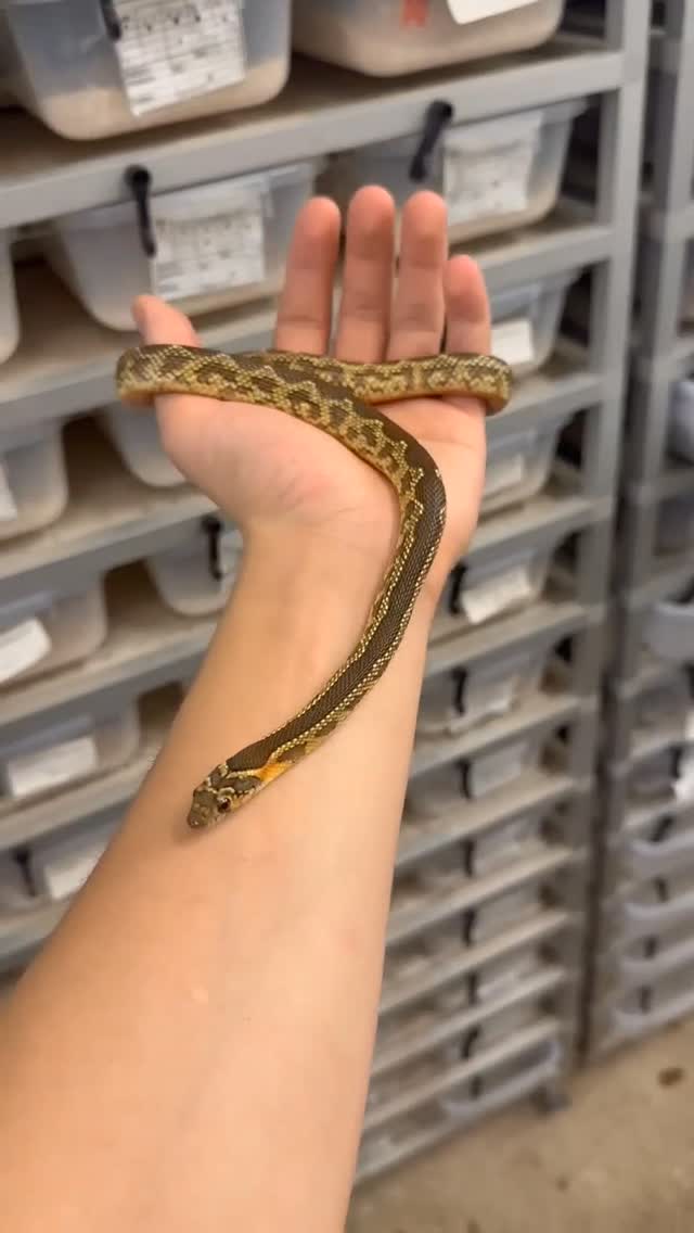 Hemorrhois hippocrepis ou couleuvre fer à cheval. 

Cette couleuvre est originaire du Nord de l'Afrique et présente en Espagne. Elle propose un motif contrasté sur fond jaune avec un ventre orange. Elle est active, vive à la manipulation mais non mordeuse et facile de maintien. 

Cette femelle née en captivité en Europe est disponible ! 

#terrariophilie #reptilekeeper #reptilelover #reptilebreeder #hemorrhoishippocrepis #horseshoewhipsnake #snakeofinstagram #snake #colubrid