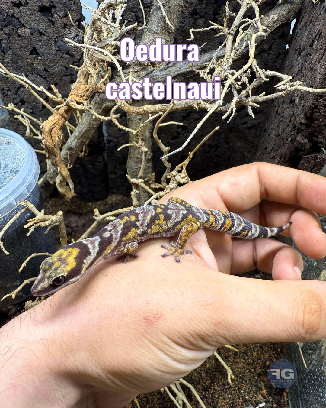 [Oedura castelnaui] Encore une espèce australienne (notre passion), colorée, de petite taille et facile à loger ! 

Ce petit gecko de 15 cm est insectivore, à tendance nocturne. Un terrarium 60 x 45 x 45 cm  convient pour un couple. 

Contrairement à d’autres espèces australiennes, il n’est pas de milieu aride. Une humidité minimale est donc à apporter par une petite pulvérisation quotidienne. 

Ce très beau lézard est vraiment à découvrir ! Nous en avons actuellement un couple sub-adulte disponible.

#lizardkeeper #lizardofinstagram #oeduracastelnaui #australienlizard #reptilelover #lizard #lizardofinstagram #reptile #reptilekeeper