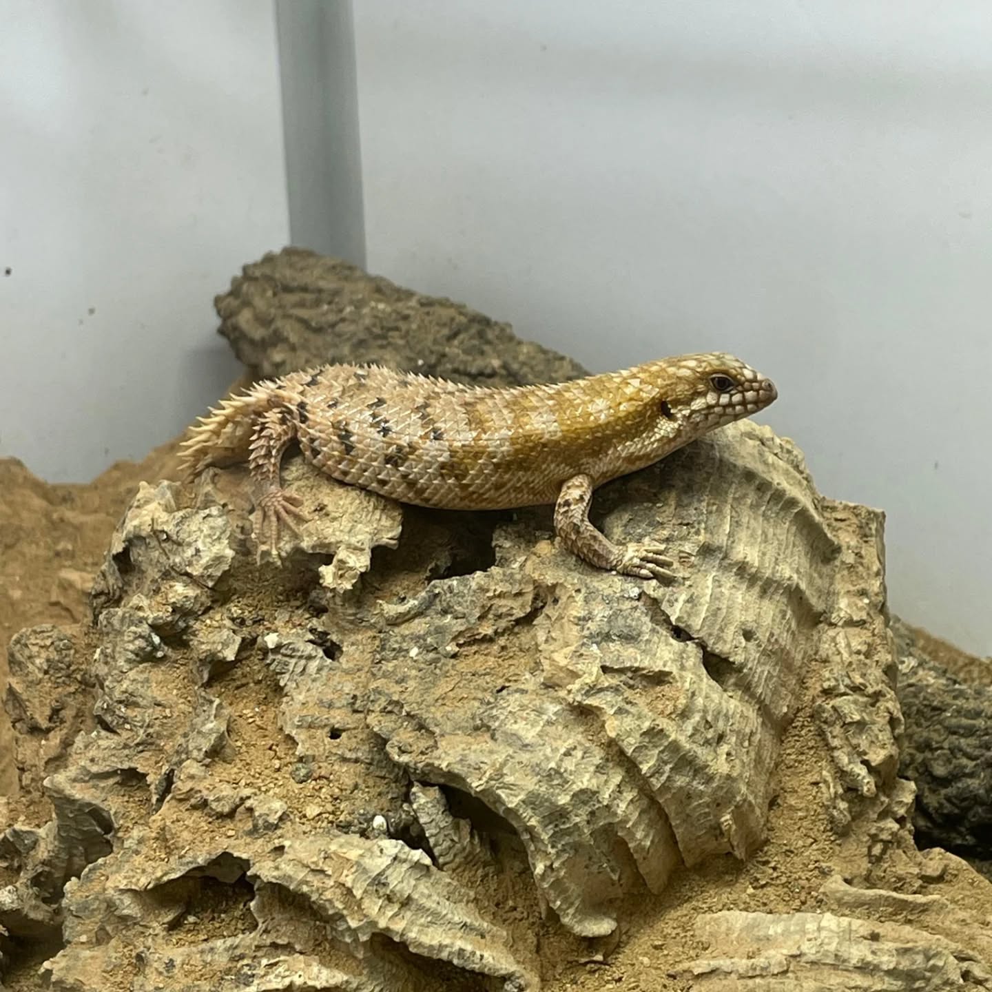Rare photo de l'un de nos Egernia depressa, nous tenions à la partager avec vous 😘

Magnifique petit lézard australien assez rare en captivité. Ses piquants qui lui donnent un look de hérisson du désert ainsi que son comportement en fond une de nos espèces préférées. 

Nous avons un couple que nous espérons voir nous offrir un bébé un jour, à suivre ! 🤞