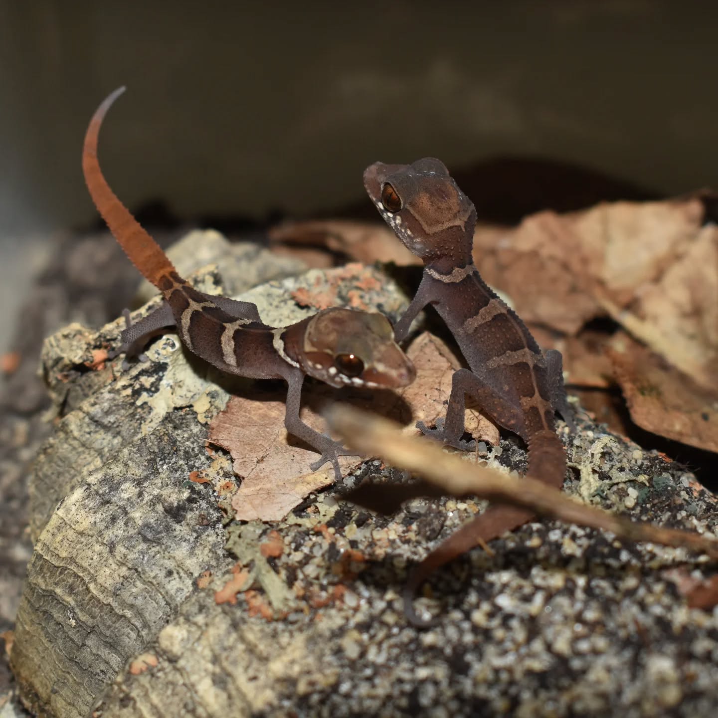 Paroedura stumpffi est un petit gecko de Madagascar qui mesure 10 cm à l'âge adulte. 

Il se couvre de piquants sur le dos et la queue en grandissant 🐡 Insectivore, les UVB sont facultatifs si son alimentation est correctement enrichie en calcium + D3. 

Prévoyez un substrat retenant l'humidité. C'est un parfait candidat aux petits terrariums, un 45x45 bien aménagé est très confortable pour un adulte ! 

#gecko #geckosofinstagram #paroedura #paroedurastumpffi #lizardlover #lizardkeeper #reptile #reptilelover #minigecko #terrario #terrariophilie #gekko