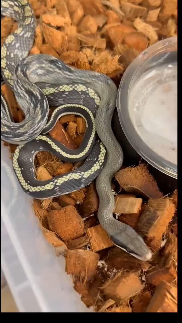[Journée mondiale des 🐍]

Si l'élevage en captivité permet d'obtenir des couleurs toujours plus incroyables, elle permet aussi de s'émerveiller de la diversité des espèces qui existent et sensibiliser sur leur protection ! Combien de terrariophiles ont réussi à changer la perception d'une personne de son entourage sur les serpents ? Il y en a sûrement parmi vous, racontez-nous votre expérience ! 

En tout cas notre vision chez FG Reptiles, c'est de travailler à offrir des animaux toujours plus exceptionnels, qu'ils soient rares ou non, de forme sauvage ou de mutation. Et toujours 100% nés en captivité pour ne pas impacter les populations sauvages ! 

#terrariophilie #snake #snakeday #snakeofinstagram