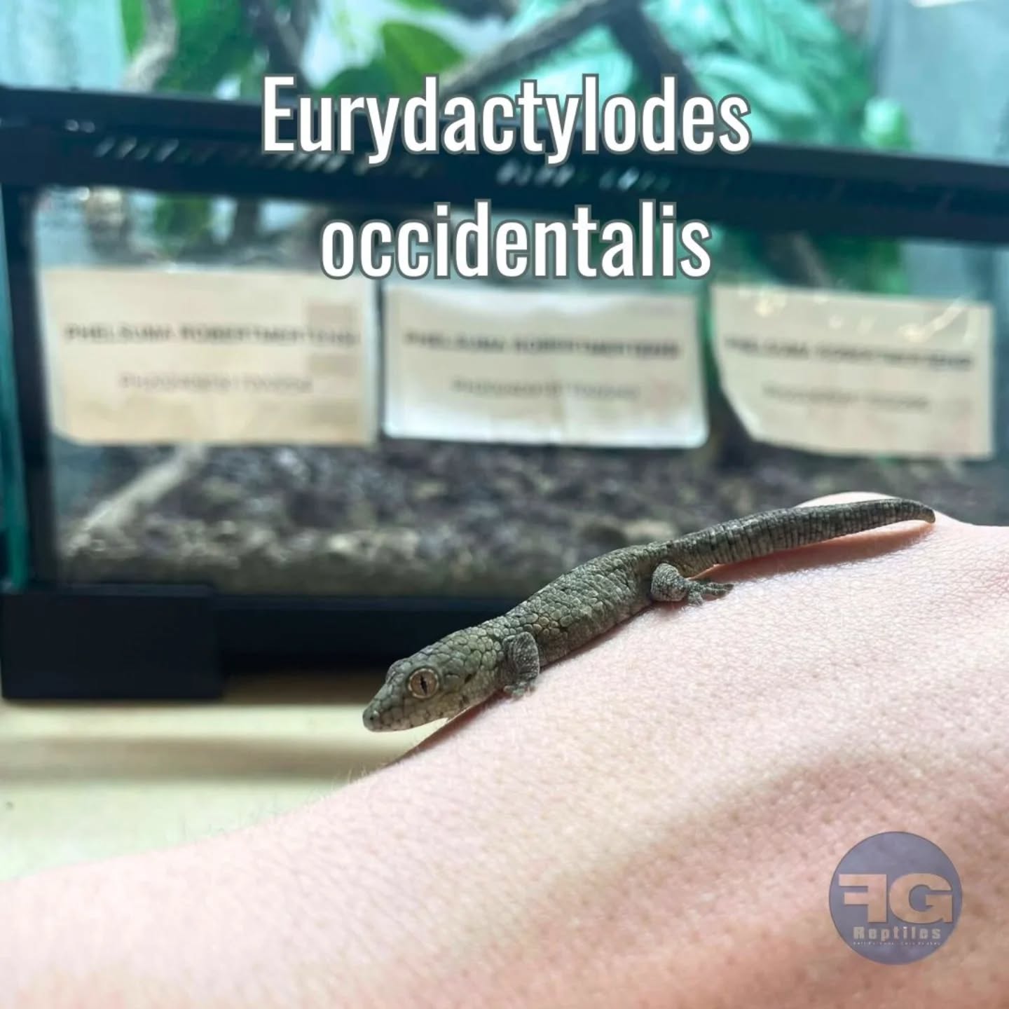 [Eurydactylodes occidentalis]

Fan du biotope de la Nouvelle-Calédonie mais vous avez envie de changer du Gecko à crête, ou n’avez qu’un petit espace à consacrer à l’installation ? 

Découvrez le Gecko caméléon occidental ! D’une taille adulte de 8 cm, les jeunes peuvent être logés dans de petits terrariums en acrylique, et les adultes dans un 30 x 30 x 45 cm. 

Le maintien est identique au gecko à crête. Eurydactylodes occidentalis est simplement bien plus petit, et ne saute pas. Installez-le dans un terrarium naturel pour profiter de son biomimétisme sur les branches !

Alors, vous connaissiez cette espèce ? :) 

#lizardlover #eurydactylodes #terrarium #gecko #geckolover #lizardsofinstagram
