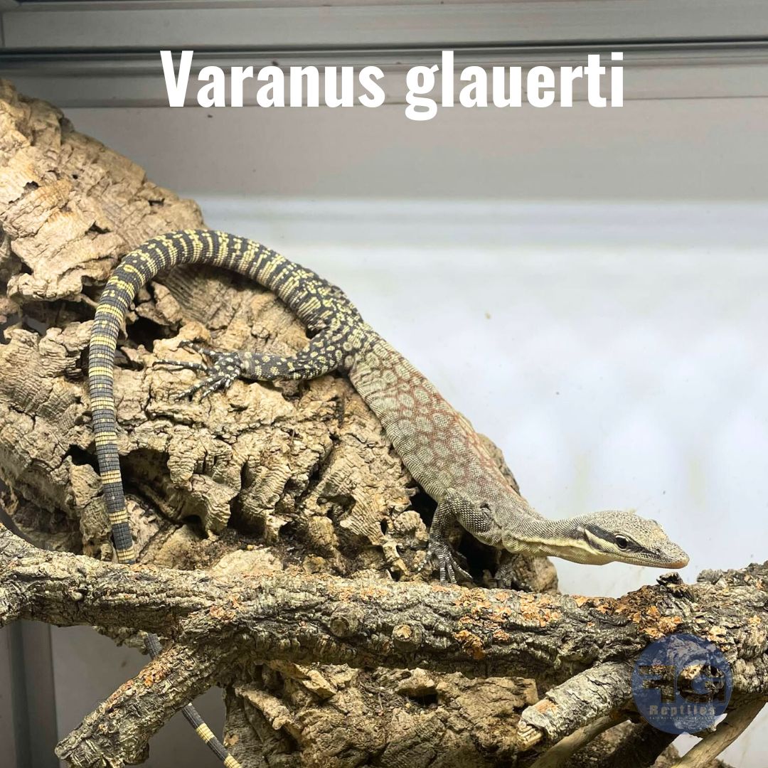 [Présentation d'espèce] Varanus glauerti

Appelé Varan des rochers de Kimberley, comme son nom l'indique on le trouve à l'état naturel dans les zones rocheuses de l'Australie. 🇦🇺

Très actif et avec un motif unique, c'est un lézard superbe à observer pour peu qu'on lui donne la place qu'il mérite. Un terrarium de 90 x 60 x 100 cm est un strict minimum. 

Strictement insectivore, les criquets ne font pas long feu avec lui ! 

Comme de nombreux varans, c'est une espèce très intelligente avec laquelle on peut faire du training positif. 

Une espèce idéale pour les fans de biotope australien qui souhaitent interagir avec leur reptile !

#varan #varanusglauerti #australianlizard #terrariophilie #lizardlover