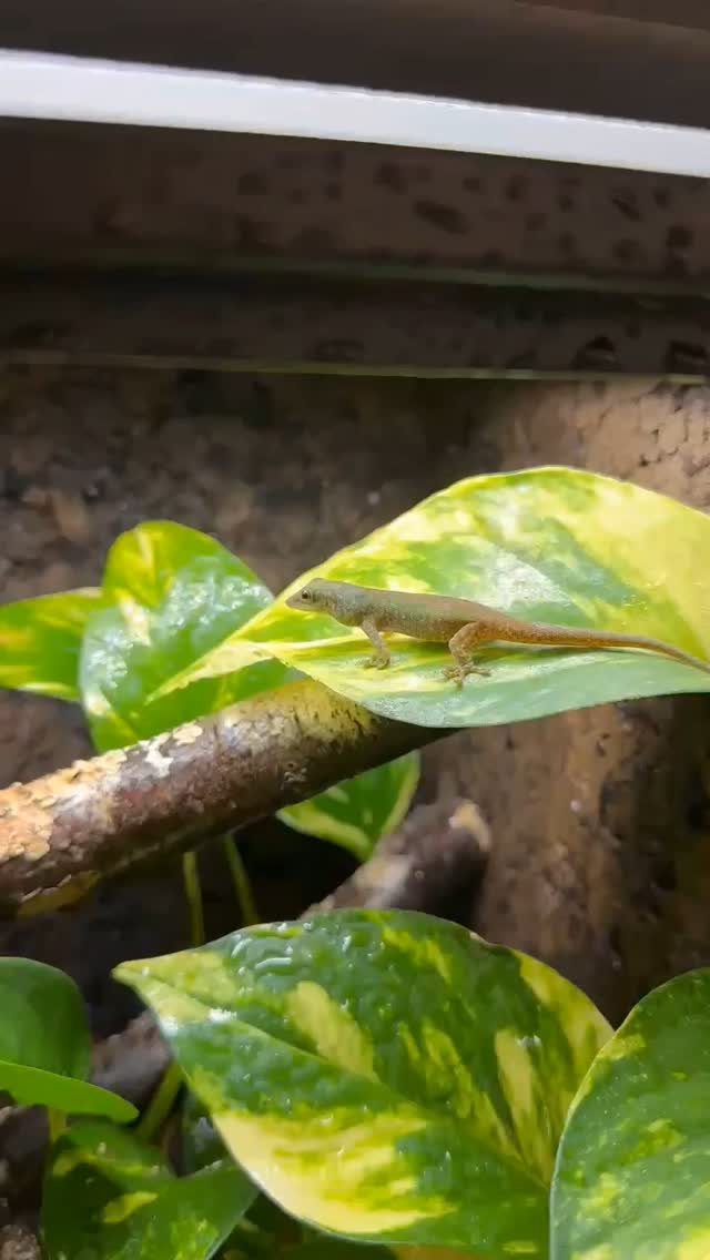 Naissance spontanée en terrarium d'un jeune Phelsuma robertmertensi ! L'œuf devait être bien caché car nous avons juste eu la joie de découvrir ce petit en arrivant un matin 😊 

Incubation in terrarium of Phelsuma robertmertensi, baby discovered one day with his parents :) 

#terrariophilie #reptilekeeper #reptilebreeder #lizardlover #reptilelover #phelsuma #phelsumarobertmertensi #lizardbreeder #reptile #reptilesofinstagram