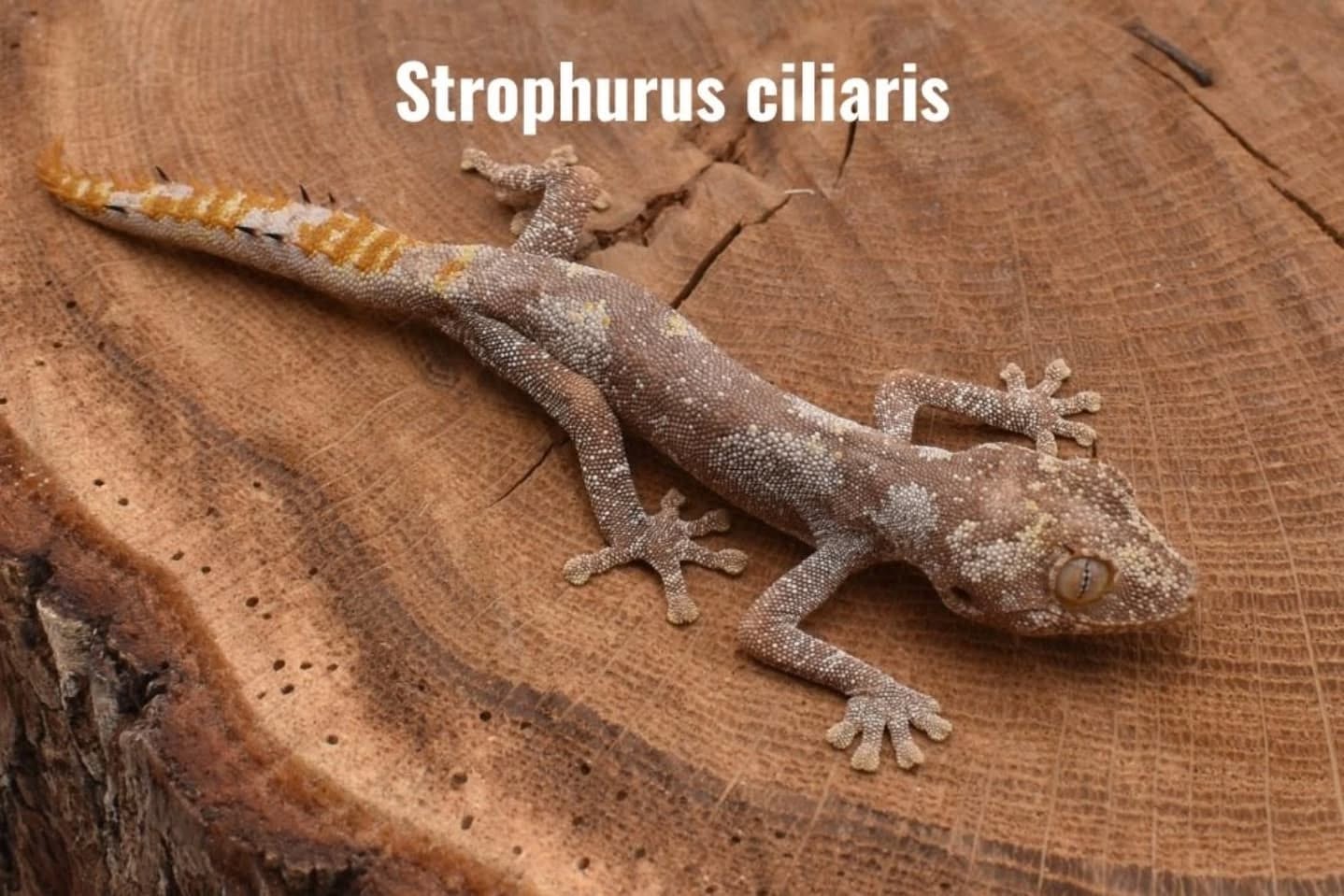 En tant que fans de faune australienne, on adore les Strophurus ! Ces petits geckos d'une dizaine de centimètres sont insectivores stricts et passent les heures chaudes sur les branches des arbres 🌳

Nous en élevons plusieurs espèces et en attendant les premières naissances made in FG Reptiles, nous en proposons également nés chez des éleveurs partenaires. 

Un petit lézard peu courant, facile à élever et à loger, qui mérite d'être découvert ! 👀

Parmi les 4 présentées ici, quelle est votre espèce préférée ?

#strophurus #australianlizards #australia #lizardlover