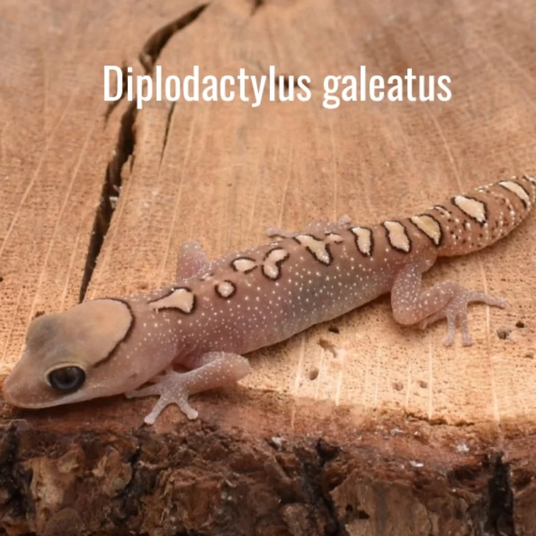 [Présentation d’espèce] Diplodactylus galeatus

Vous cherchez une espèce à la fois originale et facile à loger ?

Découvrez Diplodactylus galeatus ! Ce lézard australien atteint 10 cm à taille adulte,
permettant de le loger dans un 45x45x45.

Nocturne, les UVB sont facultatifs mais le supplément en calcium indispensable. C’est un
insectivore strict, qui se nourrit de grillons taille 4 ou 6 maximum une fois adulte 🦗

Originaire des régions rocailleuses et arides d’Australie, un substrat pour Pogona, pour
Gecko léopard ou du sable fin avec de nombreuses roches comme décor seront parfaits.

Maintenez un point chaud à 32° le jour que vous abaissez à 23° la nuit pour reproduire au
mieux ses conditions naturelles 🌞

Une espèce idéale pour les amateurs de biotope australien et de lézards pour petits
espaces !

La première photo est contractuelle du spécimen actuellement disponible.

#diplodactylusgaleatus #australianlizards #terrariophilie #lizardlover