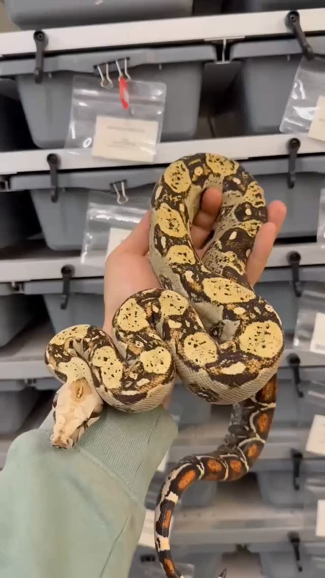 Du plus petit au plus grand, du plus rare au plus commun, de la mutation la plus colorée au phénotype sauvage, c'est la passion de tous les reptiles qui nous anime au quotidien 💚

Une passion que l'on aime partager avec vous, vous transmettre. FG Reptiles a été créé pour vous aider à trouver votre spécimen de rêve et à préparer le meilleur environnement pour lui. 

Quelle est votre espèce préférée parmi celles présentées ici ? Est-ce que vous pouvez toutes les citer ? 😜 Peut-être qu'on offrira un petit cadeau au premier ou à la première à toutes les lister correctement 🤫

De nombreuses autres vous attendent sur le site ! 

#terrariophilie #reptilekeeper #reptilelover #lizardlover #snakelover #snakebreeder #reptile