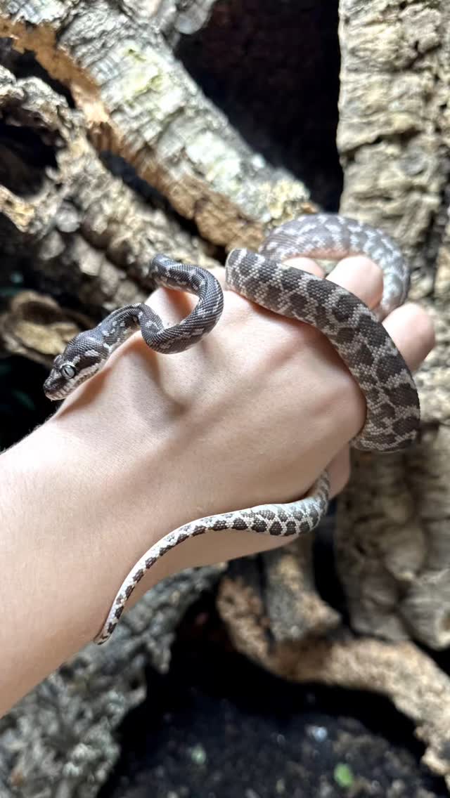 English Below 👇

[Morelia carinata] 

Une rareté ! Morelia carinata est le seul python aux écailles carénées. 

Ce petit python australien semi-arboricole est très rare en captivité, car seuls 5 spécimens ont été exportés d’Australie entre 1987 et 2004. Les reproductions en captivité sont encore très rares depuis, la première a eu lieu en 2001.

En tant que fans de faune australienne, nous sommes ravis d’avoir 3 spécimens nés en captivité en Europe, prêts à rejoindre votre projet d’élevage ! 

Ils sont disponibles dès maintenant sur fgreptiles.eu !

What a unique snake ! Morelia carinata is the only python with keeled scales.

This small, semi-arboreal Australian python is very rare in captivity, as only five specimens were exported from Australia between 1987 and 2004. Captive breedings have been very rare since then; the first occurred in 2001.

As fans of Australian wildlife, we are delighted to have three specimens born in captivity in Europe, ready to join your breeding project!

They are available now at fgreptiles.eu! Delivery possible in Hamm or Houten.

#reptilekeeper #roughscaledpython #moreliacarinata #morelia #python #raresnake #reptilelover