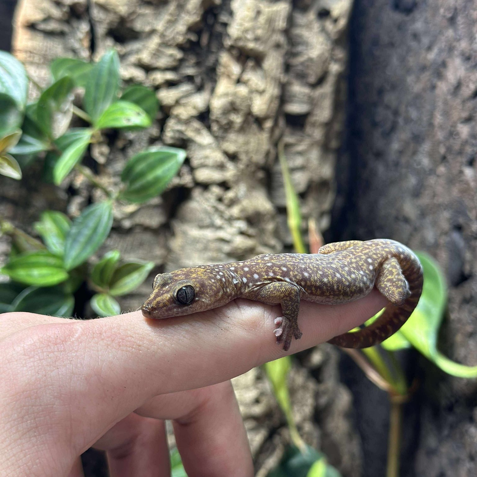 Connaissez-vous Oedura tryoni ? Ce fascinant petit lézard australien mesure environ 15 cm à l'âge adulte. Il est recommandé de prévoir un terrarium de minimum 45x45x60 cm, car il a une tendance arboricole et apprécie de grimper sur les branches que vous lui fournirez.

Strictement insectivore, l'apport d'UVB est optionnel, à condition de supplémenter son alimentation en vitamine D3.

Cette espèce remarquable nécessite simplement un point chaud à 30 °C durant la journée, ainsi qu'une température ambiante la nuit. Peu courante en terrarium, Oedura tryoni mérite d'être mieux connue grâce à ses magnifiques teintes cuivrées et à sa facilité de maintien !

#oedura #oeduratryoni #lizardsofinstagram #lizardlover #lizardkeeper #lizardbreeder #terrariophilie #velvetgecko #australiangecko #reptilesofinstagram #geckosofinstagram