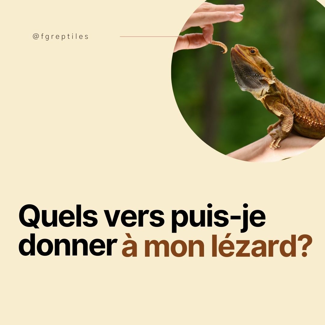 Les vers sont de vraies sucreries pour les lézards ! Il en existe de nombreuses espèces, chacune avec un apport nutritionnel variable et ses propres avantages et inconvénients. 

Parmi les vers, on trouve notamment le ver à calcium, seul insecte avec un ratio phosphore/calcium positif et qui ne nécessite pas de supplément en calcium !

Avec leurs tailles variées, il en existe pour toutes les espèces de lézards. Est-ce que vous les connaissiez tous ? Et comment les dosez-vous pour vos reptiles ?

 #terrariophilie #reptilefood #reptilecare #reptilekeeper