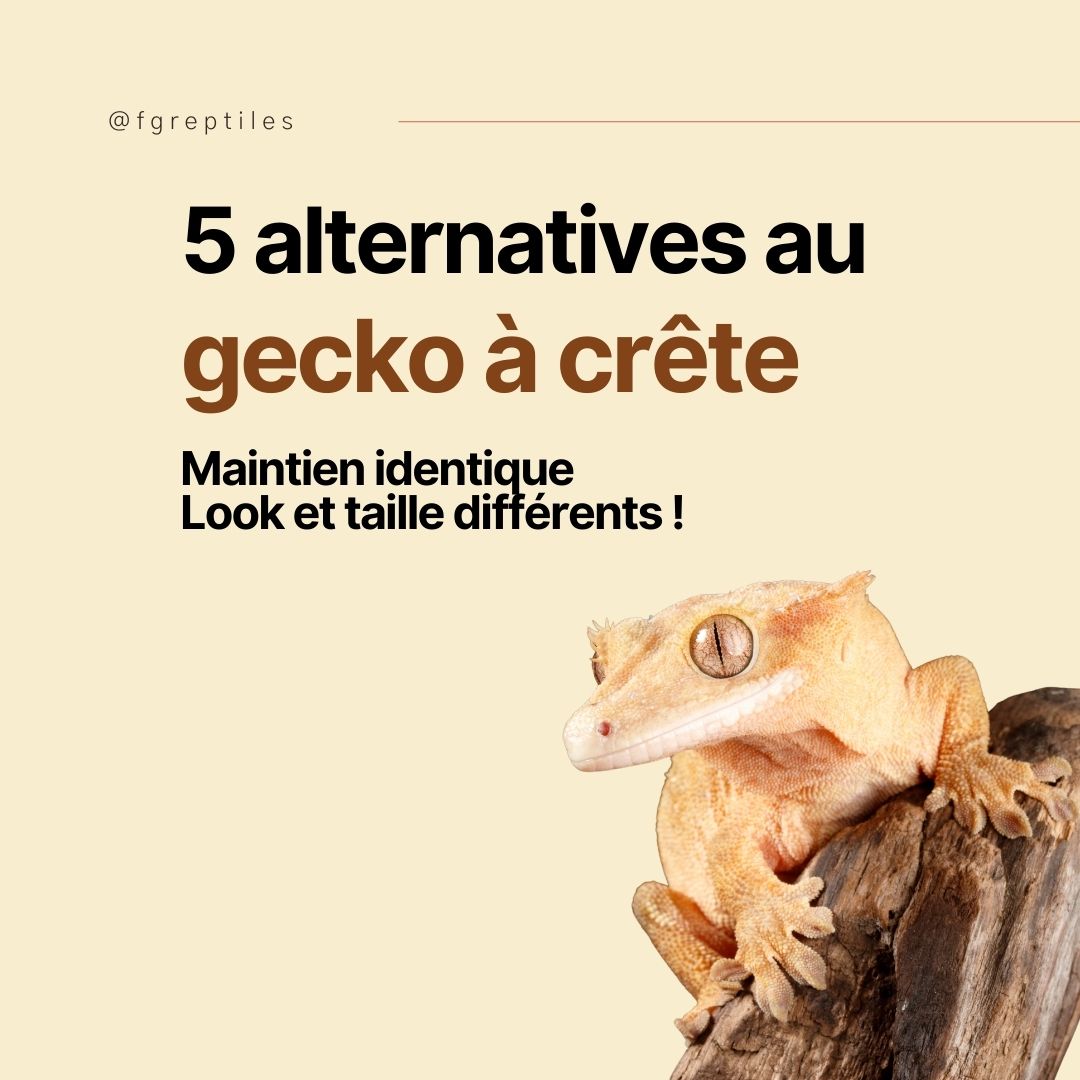 Le gecko à crête est une star des terrariums ! Mais il existe des espèces plus rares, loin des projecteurs, qui sont tout aussi belles et fascinantes. 

Vous savez parfaitement comment maintenir un Gecko à crête mais cherchez une autre espèce ? Voici 5 autres lézards de Nouvelle-Calédonie qui se maintiennent exactement de la même manière. Seule la taille du terrarium change, ainsi que le visuel de l'animal. 

Alors, vous les connaissez toutes ? Laquelle vous fait le plus envie ?

 #crestedgecko #crestedgeckolover #rhacodactyluschahoua #rhacodactylusgecko #rhacodactylusleachianus #lizardlovers