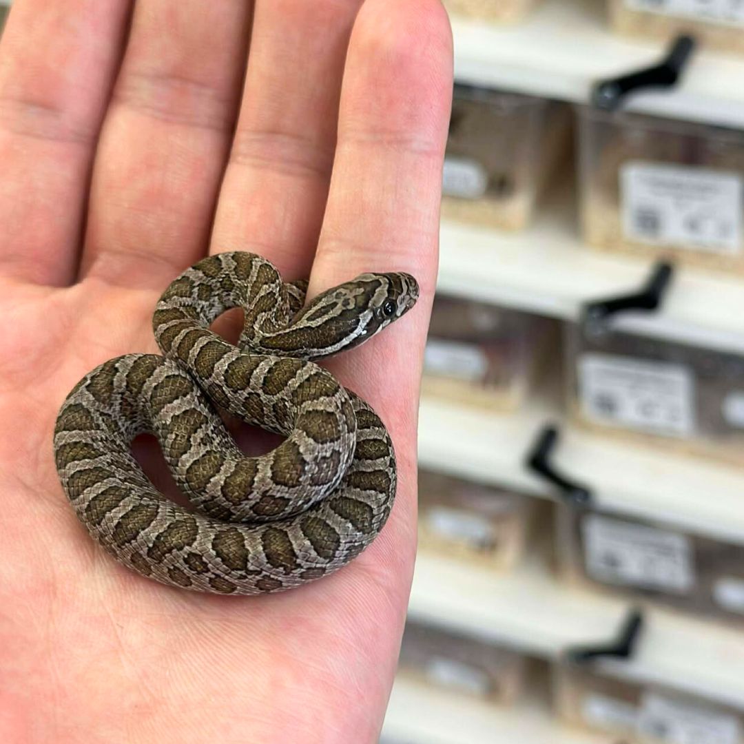 Pantherophis emoryi intermontana est une localité rare ! Les spécimens ont la particularité de rester petits à taille adulte, avec 100 cm maximum. 

Nous avons eu la chance d'en reproduire cette année ! C'est une espèce peu prolifique, d'où le peu de spécimens disponibles en captivité. 

 #pantherophisemoryi #pantherophisemoryiintermontana #reptilebreeder #reptilekeeper #snakelover #snake #snakeofinstagram #greatplainsratsnake #reptilebreeder #colubrid #terrariophilie #reptileofinstagram